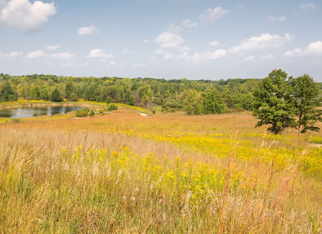 Clarkston, MI - Blooming Goldenrod at the Outwash Overlook in Indian Springs Metropark Near Clarkston, Michigan